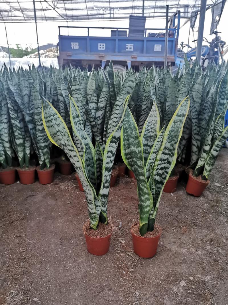 虎皮兰盆栽长脚办公室吸甲醛基地批发多种规格长期供应