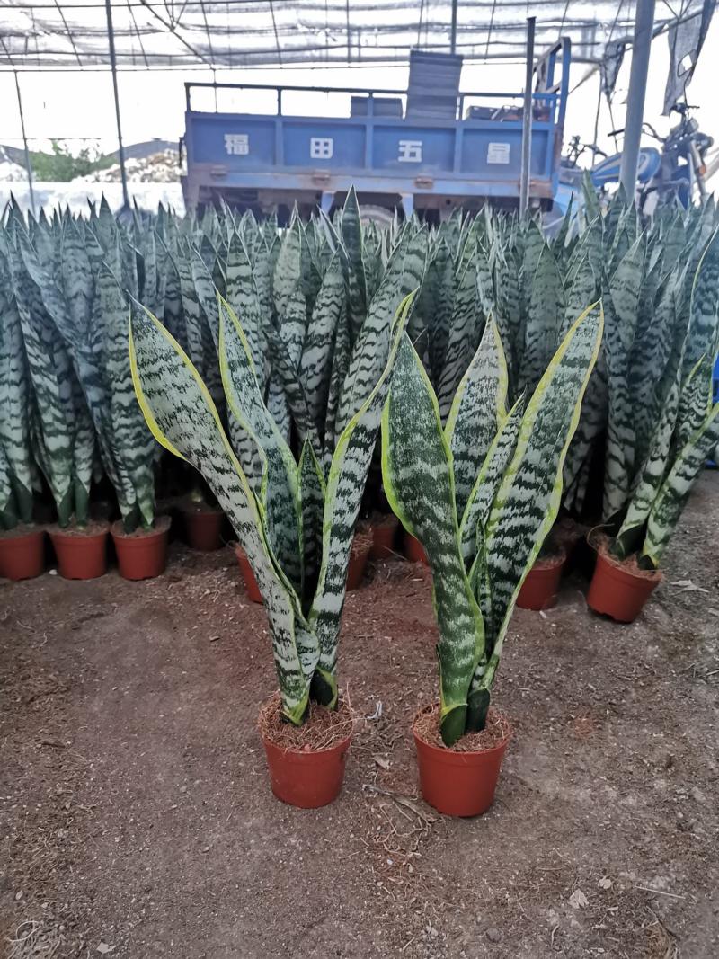虎皮兰盆栽长脚办公室吸甲醛基地批发多种规格长期供应