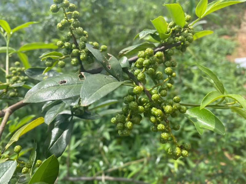 青麻椒500g特麻江津花椒粒藤椒粉香料火锅底料调料大全
