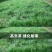 草坪种子草籽四季常青绿化狗牙根马尼拉护坡草皮草子种草籽
