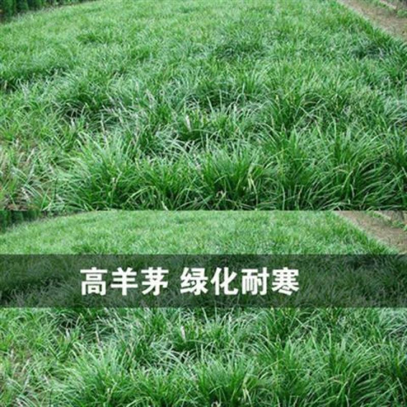 草坪种子草籽四季常青绿化狗牙根马尼拉护坡草皮草子种草籽