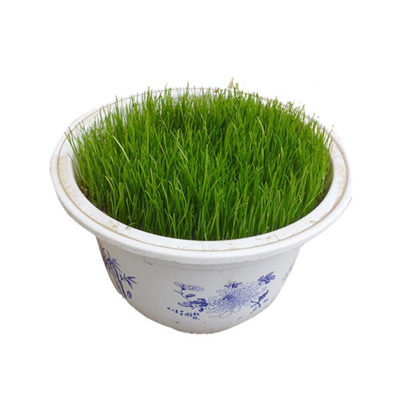 草坪种子草籽四季常青绿化狗牙根马尼拉护坡草皮草子种草籽
