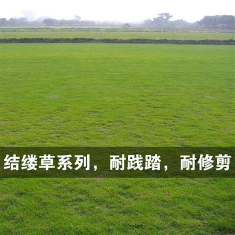 草坪种子草籽四季常青绿化狗牙根马尼拉护坡草皮草子种草籽