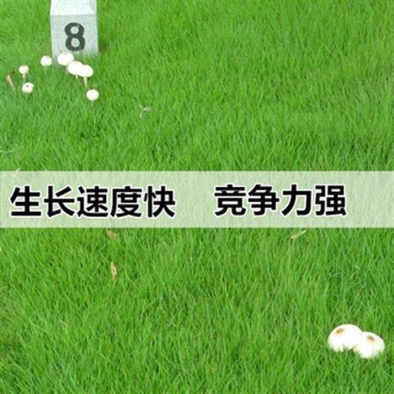 草坪种子草籽四季常青绿化狗牙根马尼拉护坡草皮草子种草籽