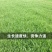 草坪种子草籽四季常青绿化狗牙根马尼拉护坡草皮草子种草籽