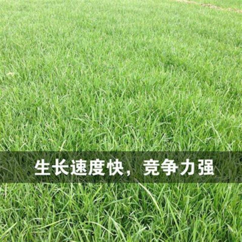 草坪种子草籽四季常青绿化狗牙根马尼拉护坡草皮草子种草籽