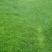 草坪种子草籽四季常青绿化狗牙根马尼拉护坡草皮草子种草籽
