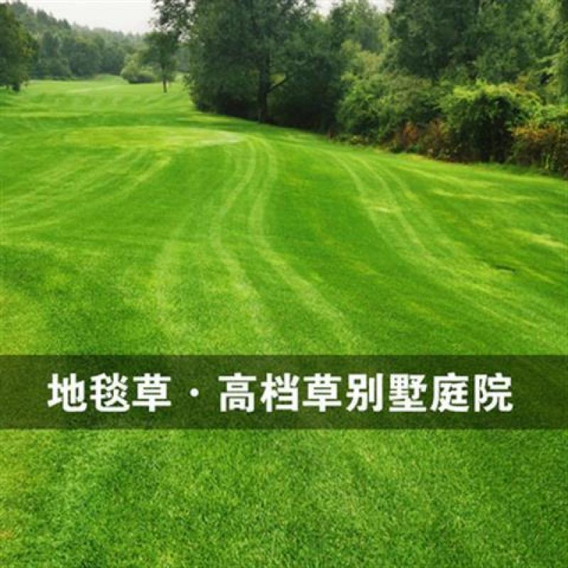 草坪种子草籽四季常青绿化狗牙根马尼拉护坡草皮草子种草籽