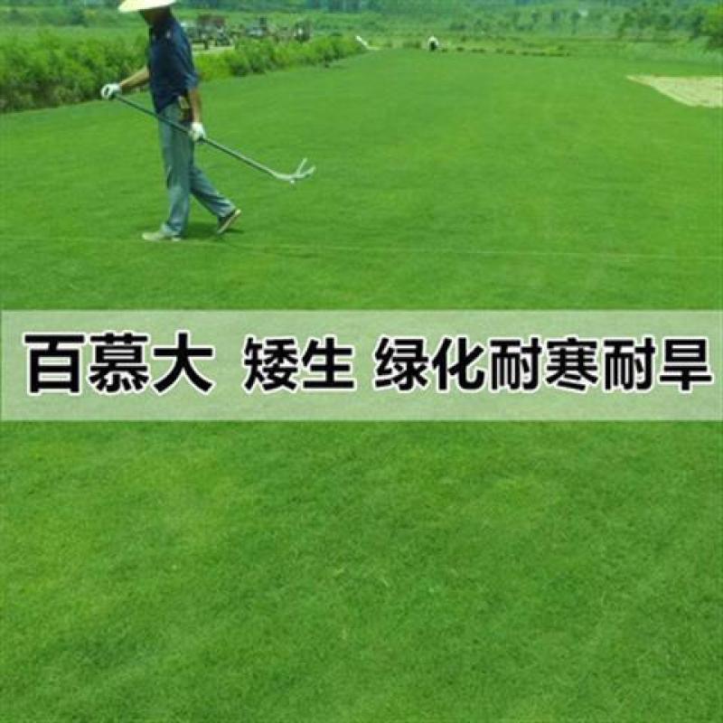 草坪种子草籽四季常青绿化狗牙根马尼拉护坡草皮草子种草籽