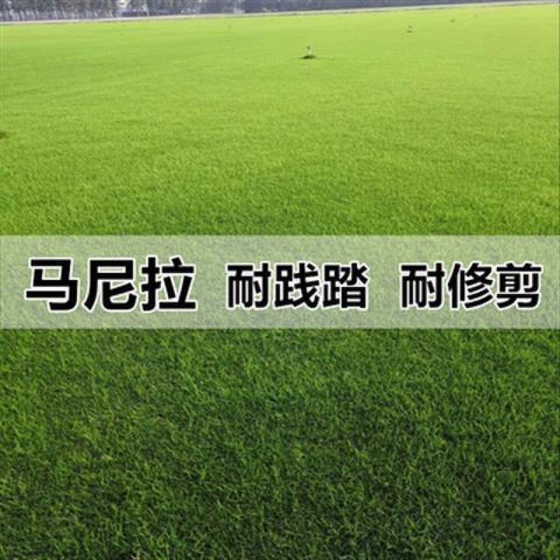 草坪种子草籽四季常青绿化狗牙根马尼拉护坡草皮草子种草籽