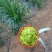 黄花菜
