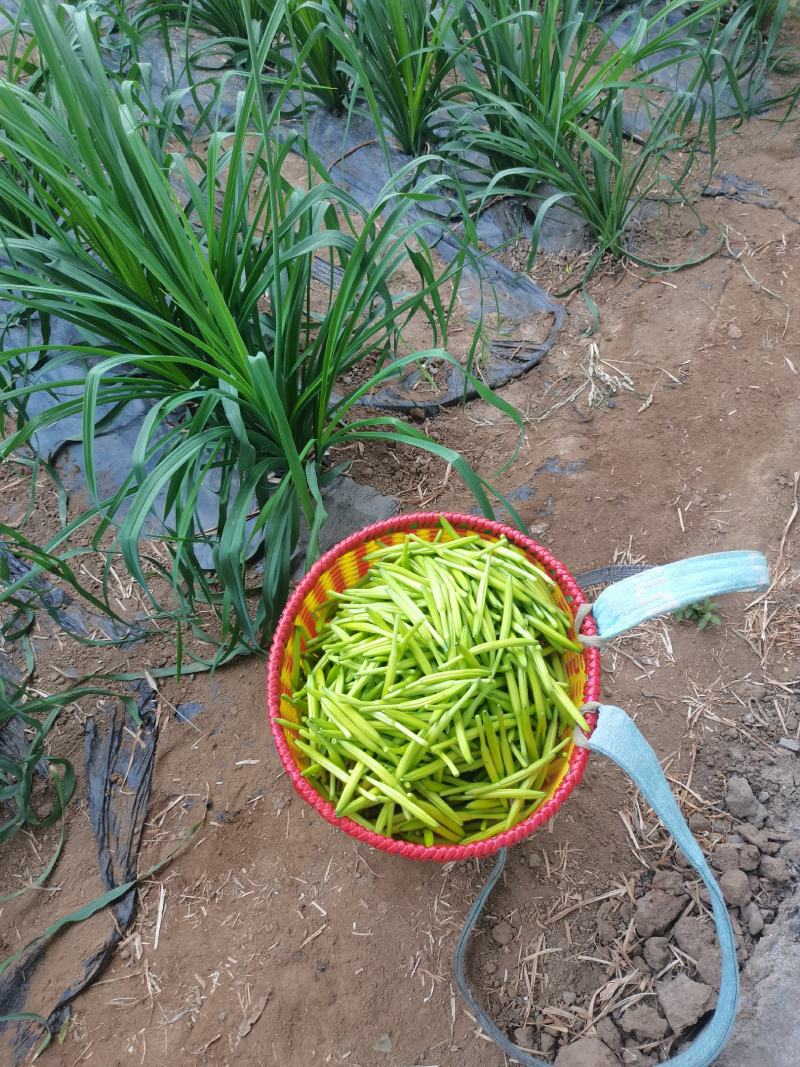 黄花菜