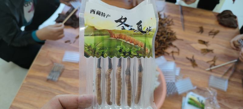 冬虫夏草西藏新鲜冬虫夏草顺丰空运包邮招代理