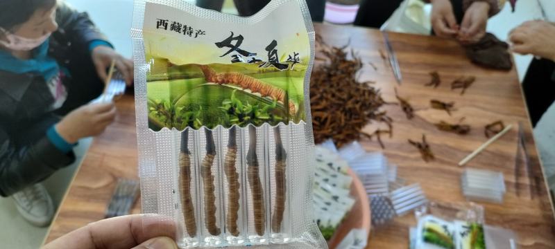 冬虫夏草西藏新鲜冬虫夏草顺丰空运包邮招代理