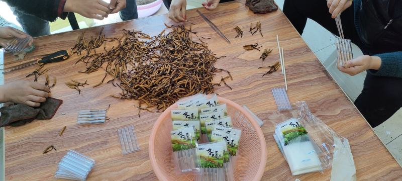 冬虫夏草西藏新鲜冬虫夏草顺丰空运包邮招代理