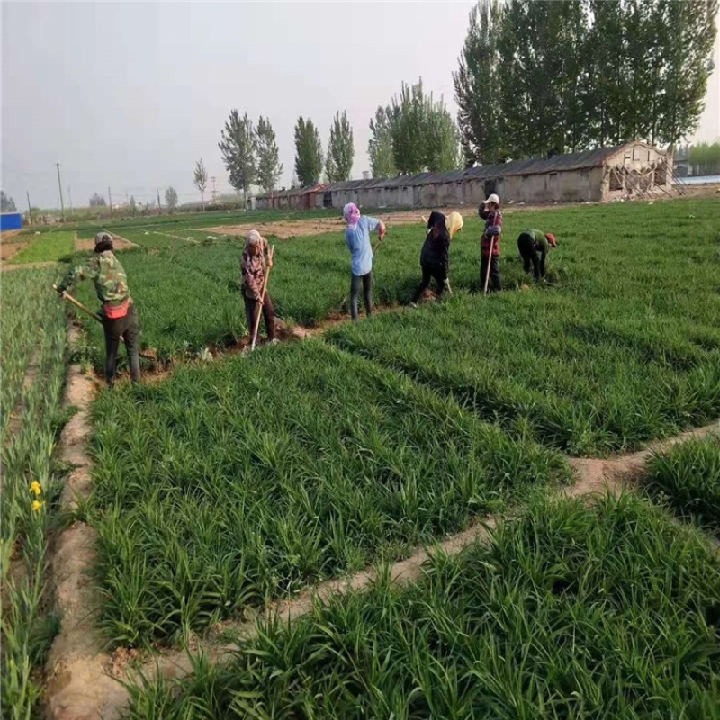 地栽金娃娃萱草金娃娃萱草芽大量供应100万芽