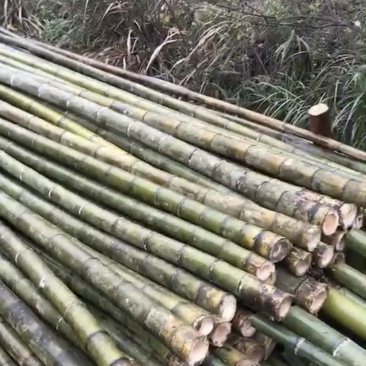 竹子：竹竿，果蔬支撑竹，搭架竹，竹类批发