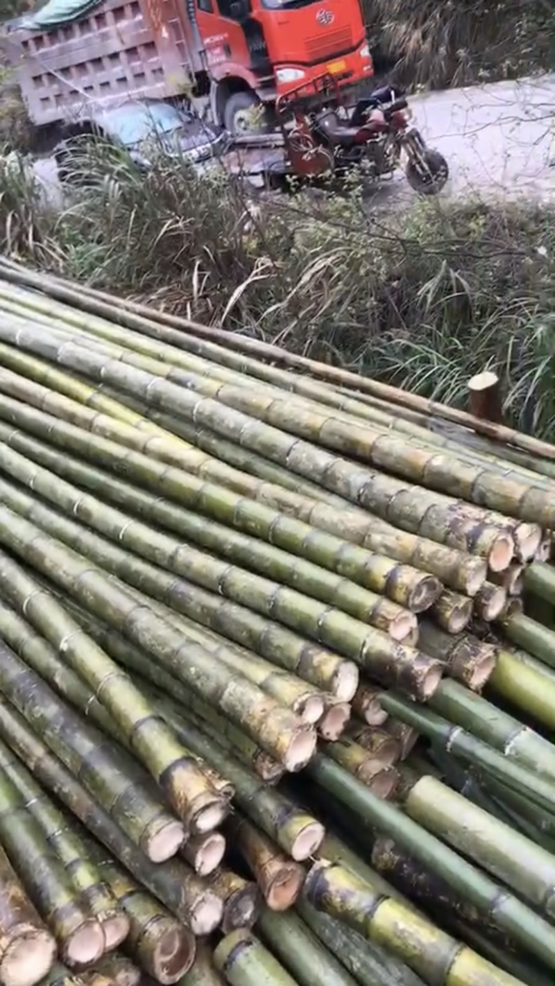 竹子：竹竿，果蔬支撑竹，搭架竹，竹类批发