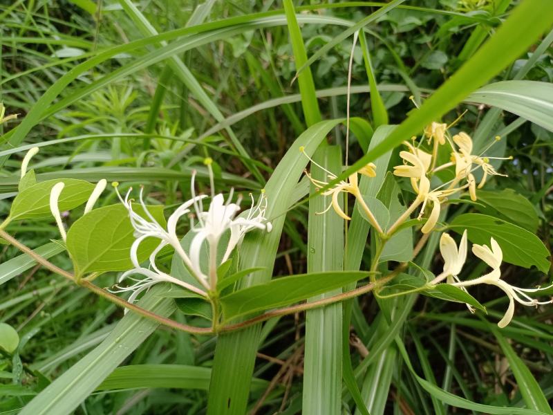 正宗纯野生鲜金银花、干金银花2023全新货