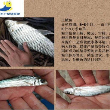 鲮鱼苗，自家鱼场直供，一手货源，诚信交易