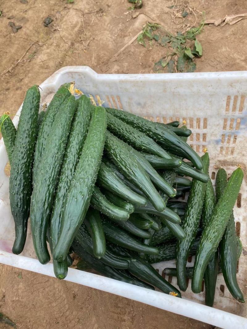 产地直发，超市，平台，市场，食堂，全部有货，当天现采，