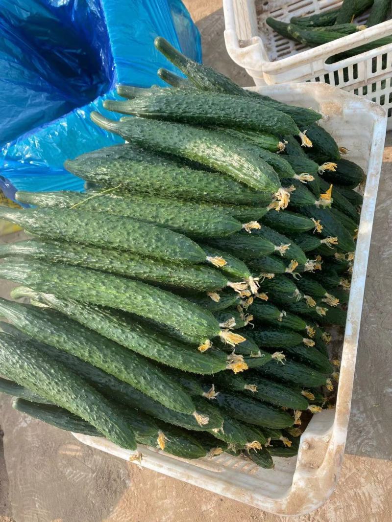 产地直发，超市，平台，市场，食堂，全部有货，当天现采，
