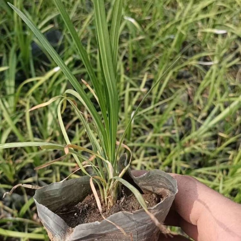 麦冬，细叶麦冬，阔叶麦冬，产地直发，一手货源