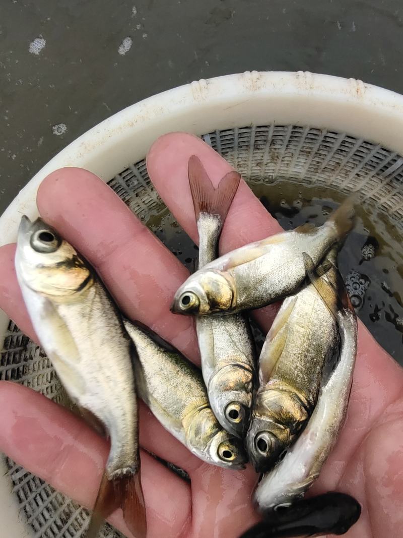 鲢鱼，花鲢鱼大头鱼苗，