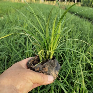 崂峪苔草涝峪苔草苗种植户批发价格量大质优