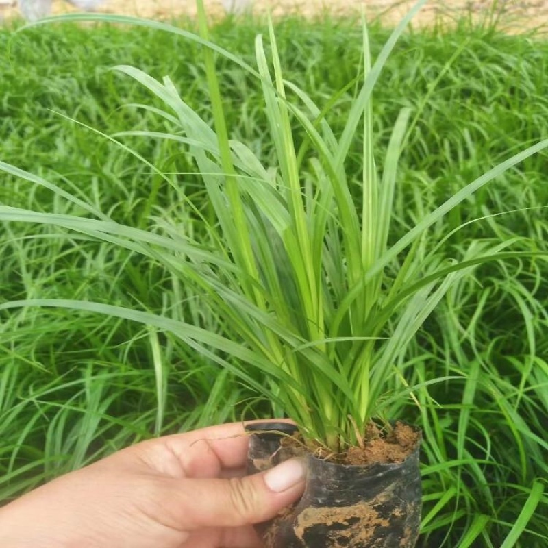 崂峪苔草涝峪苔草苗种植户批发价格量大质优