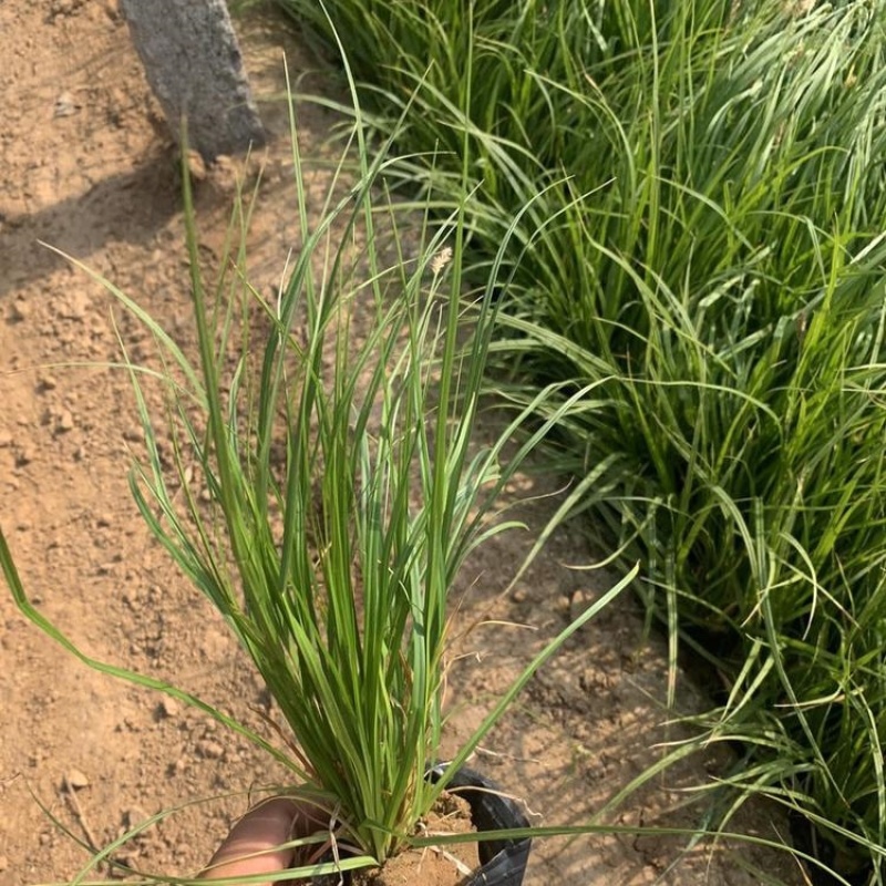 青绿苔草，精品苗，一手货源，基地直发，大量供应