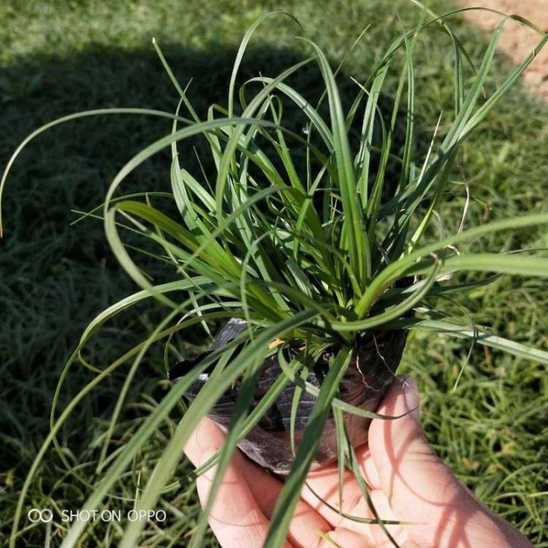 青绿苔草，精品苗，一手货源，基地直发，大量供应