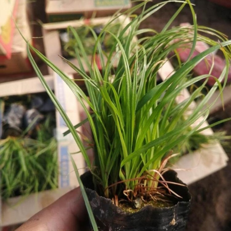 青绿苔草，精品苗，一手货源，基地直发，大量供应
