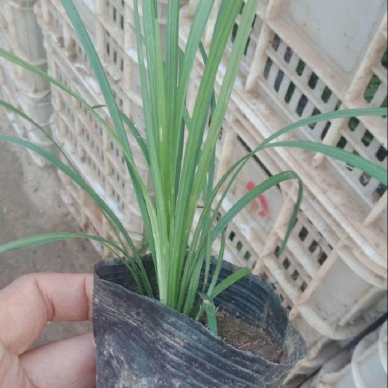 大花萱草基地，一手货源，产地直发，大量供应