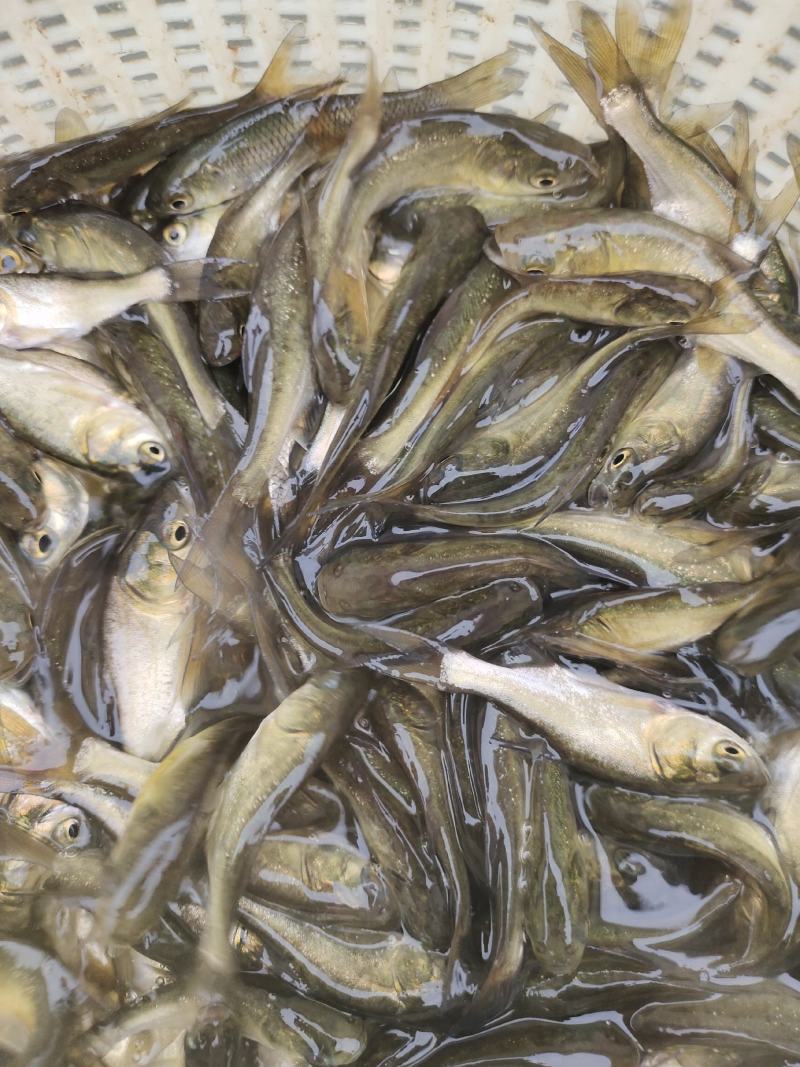 鲢鱼，花鲢鱼大头鱼苗，