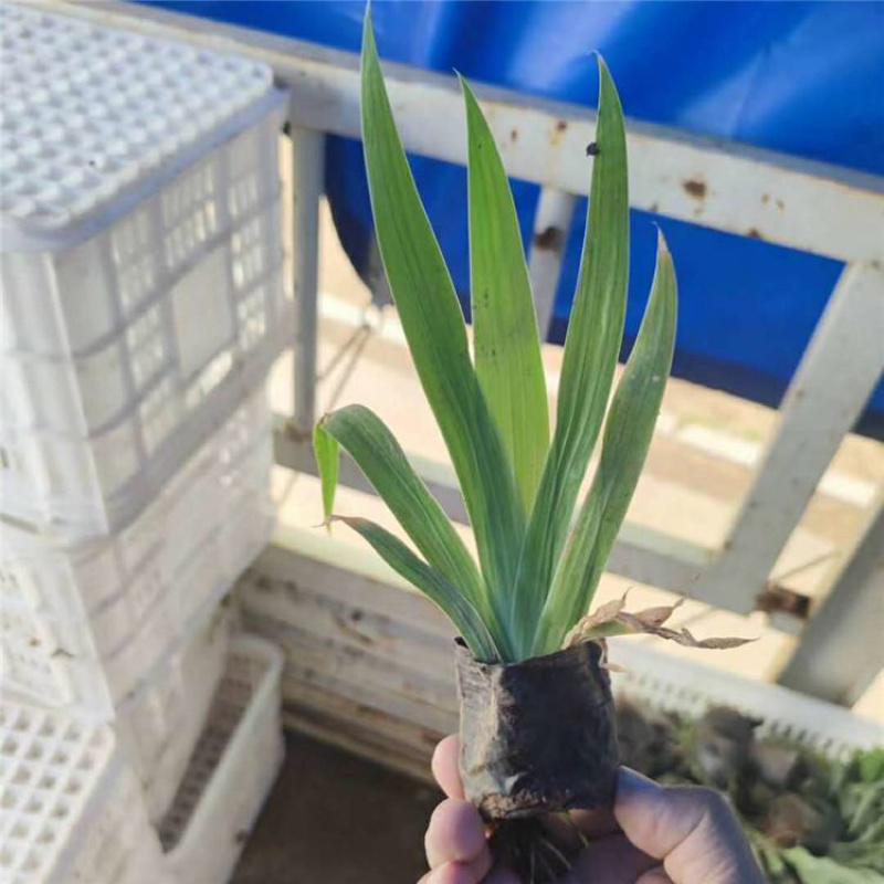 鸢尾基地紫花鸢尾批发上盆鸢尾种植基地产地供应