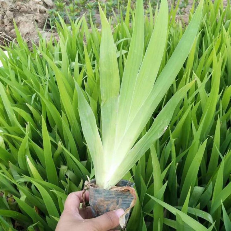鸢尾基地紫花鸢尾批发上盆鸢尾种植基地产地供应