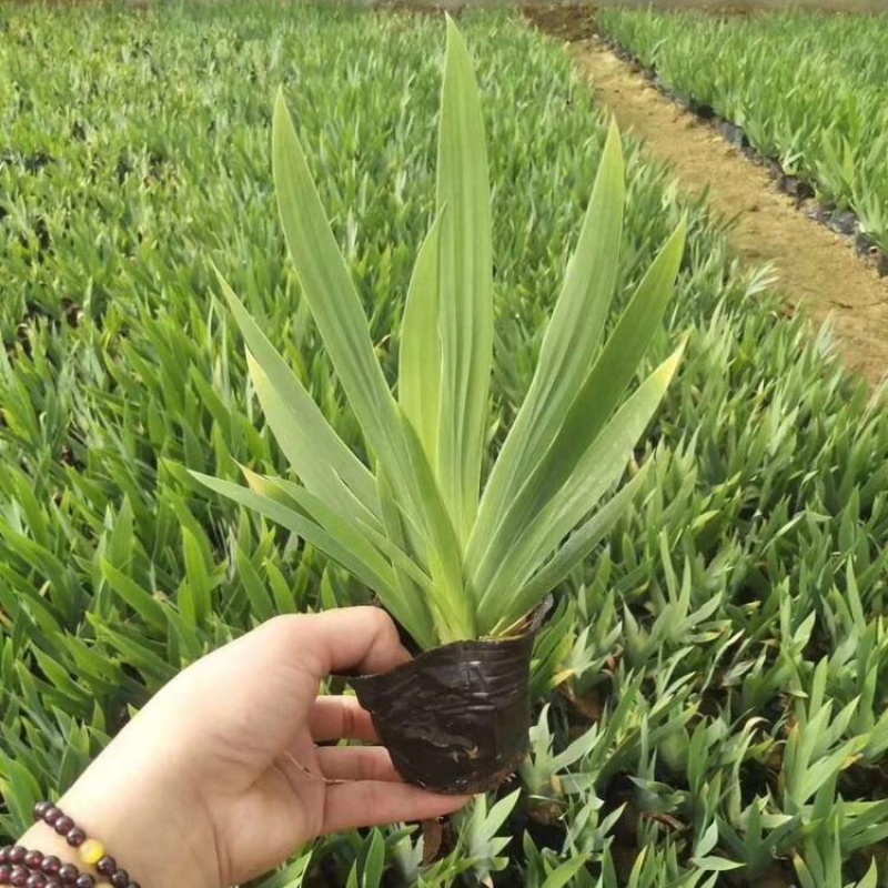 鸢尾基地紫花鸢尾批发上盆鸢尾种植基地产地供应