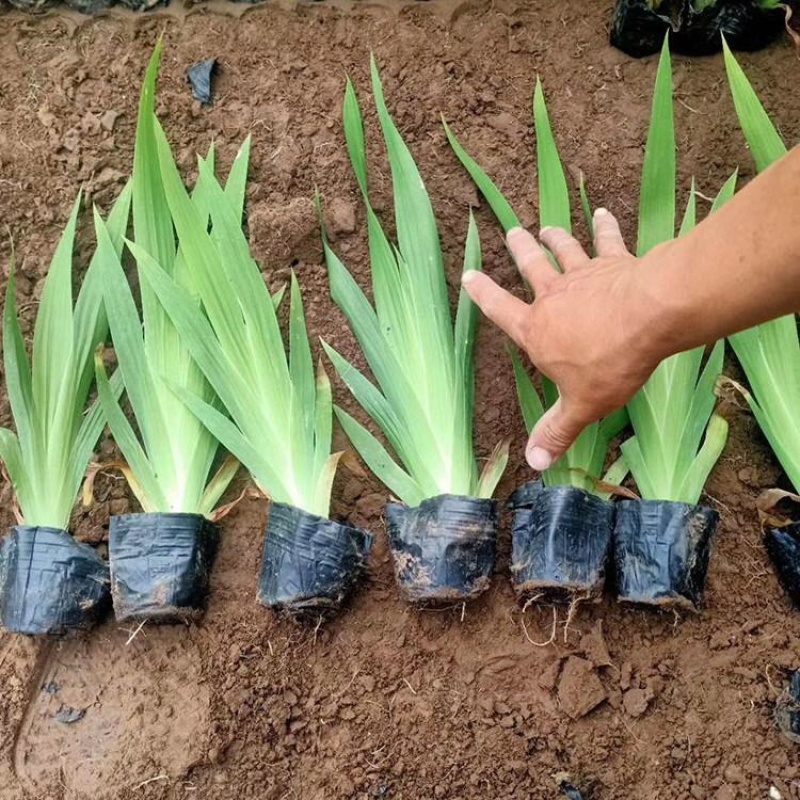 鸢尾基地紫花鸢尾批发上盆鸢尾种植基地产地供应