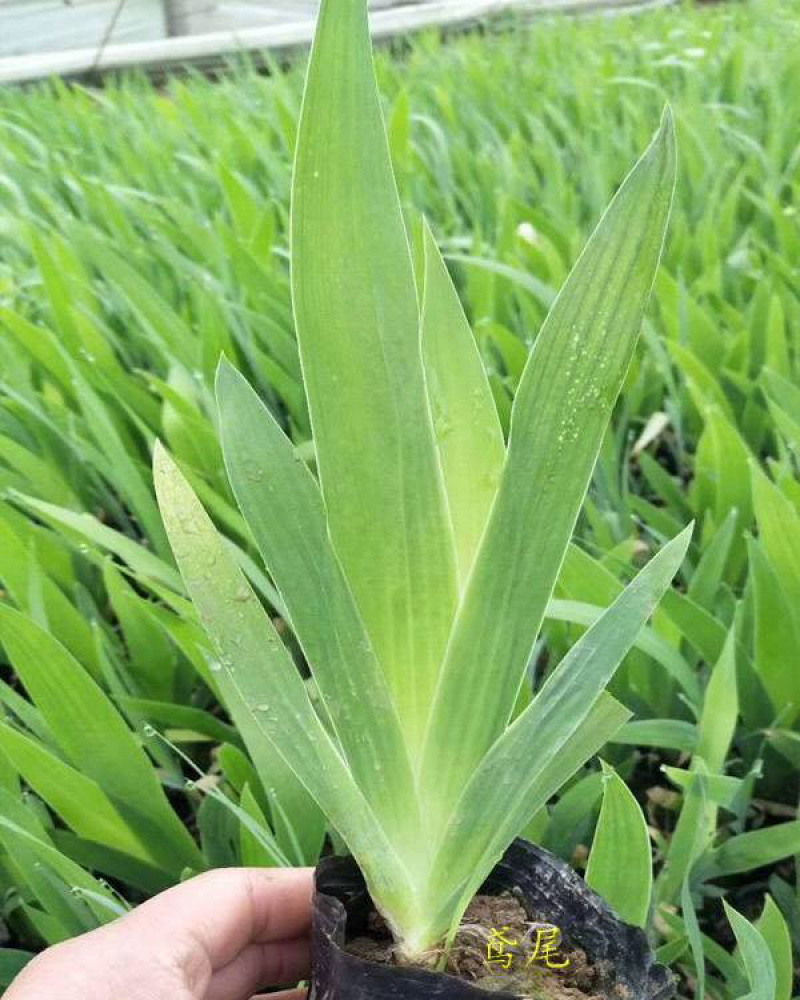 鸢尾基地紫花鸢尾批发上盆鸢尾种植基地产地供应