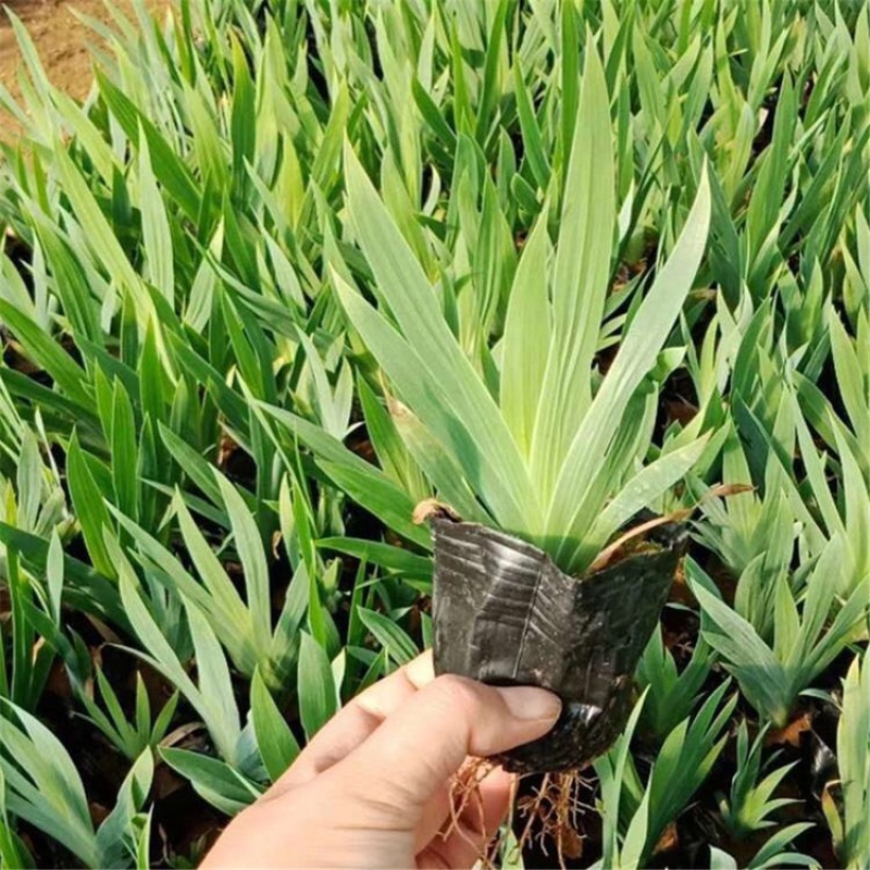 鸢尾基地紫花鸢尾批发上盆鸢尾种植基地产地供应