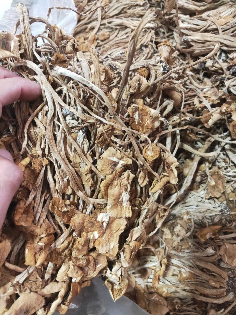 福建古田3号茶树菇厂家发货量大从优