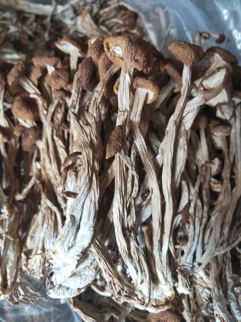 福建古田3号茶树菇厂家发货量大从优