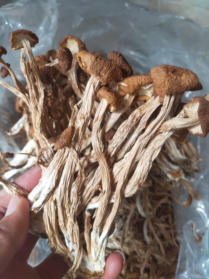 福建古田3号茶树菇厂家发货量大从优