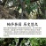 【大宗批发询客服】2019年帕沙古树茶200g饼茶