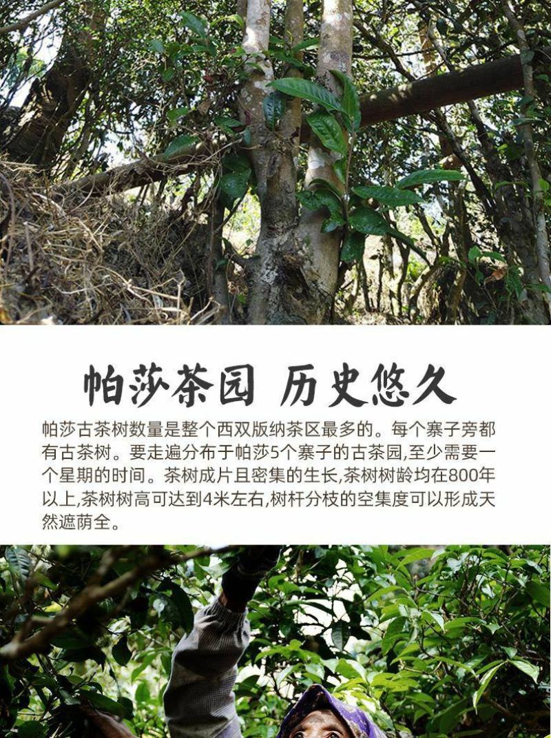 【大宗批发询客服】2019年帕沙古树茶200g饼茶