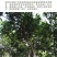 【大宗批发询客服】2019年帕沙古树茶200g饼茶