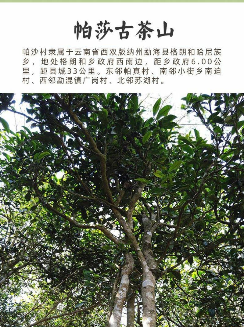 【大宗批发询客服】2019年帕沙古树茶200g饼茶