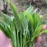 【大宗批发询客服】2019年帕沙古树茶200g饼茶