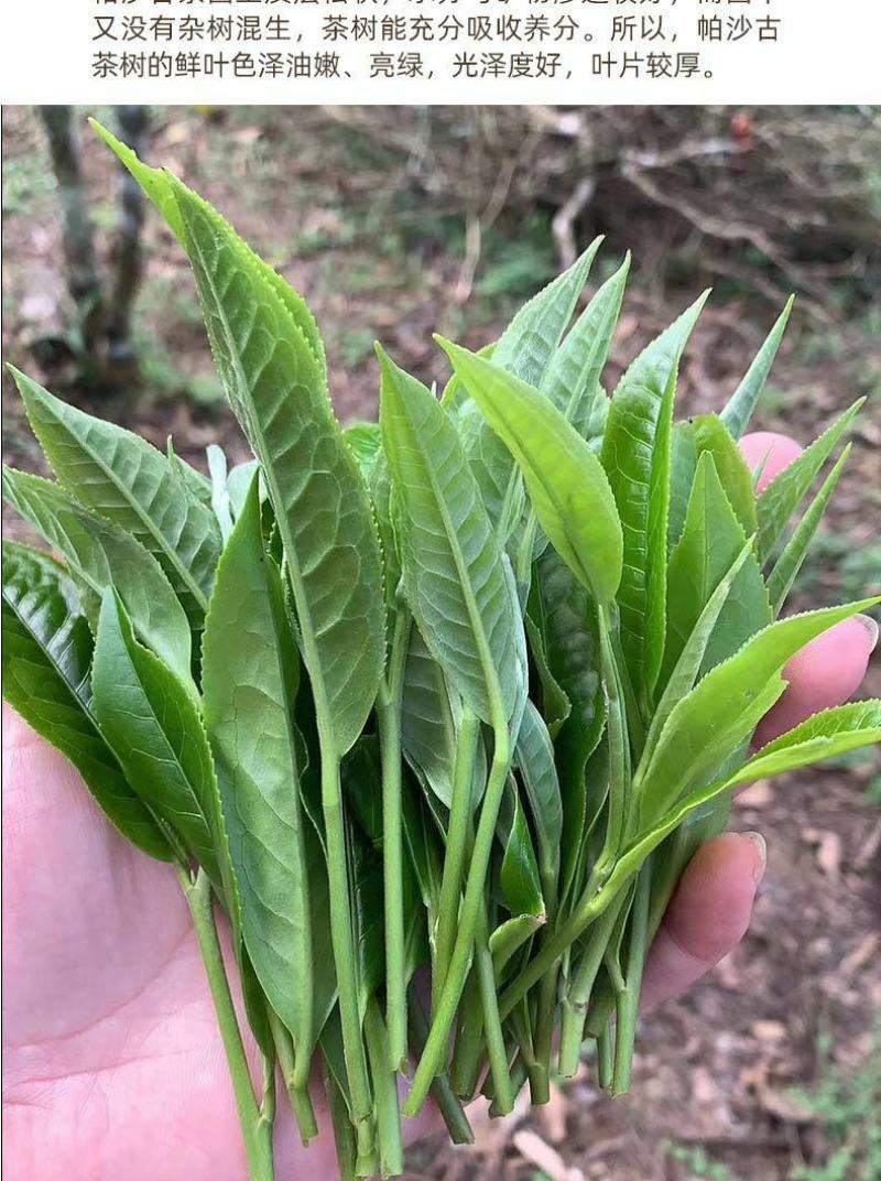 【大宗批发询客服】2019年帕沙古树茶200g饼茶